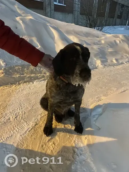 Собака найдена: Московский тракт, 17, Томск - photo