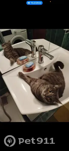 Пропала кошка, Сергиев Посад, Молодёжная 8б - photo