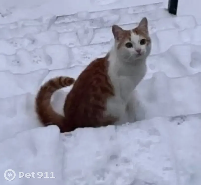 Пропала кошка, Краснослободское, Мордовия - photo