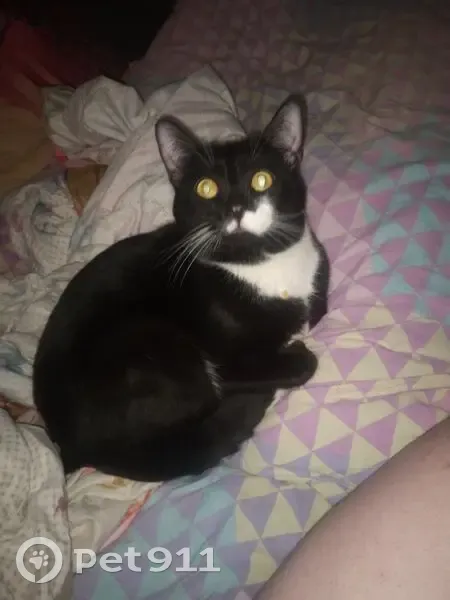 Найдена кошка у подъезда, Н. Вирты 126 - photo