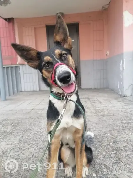 Пропала собака в Новокузнецке, Кемерово - photo