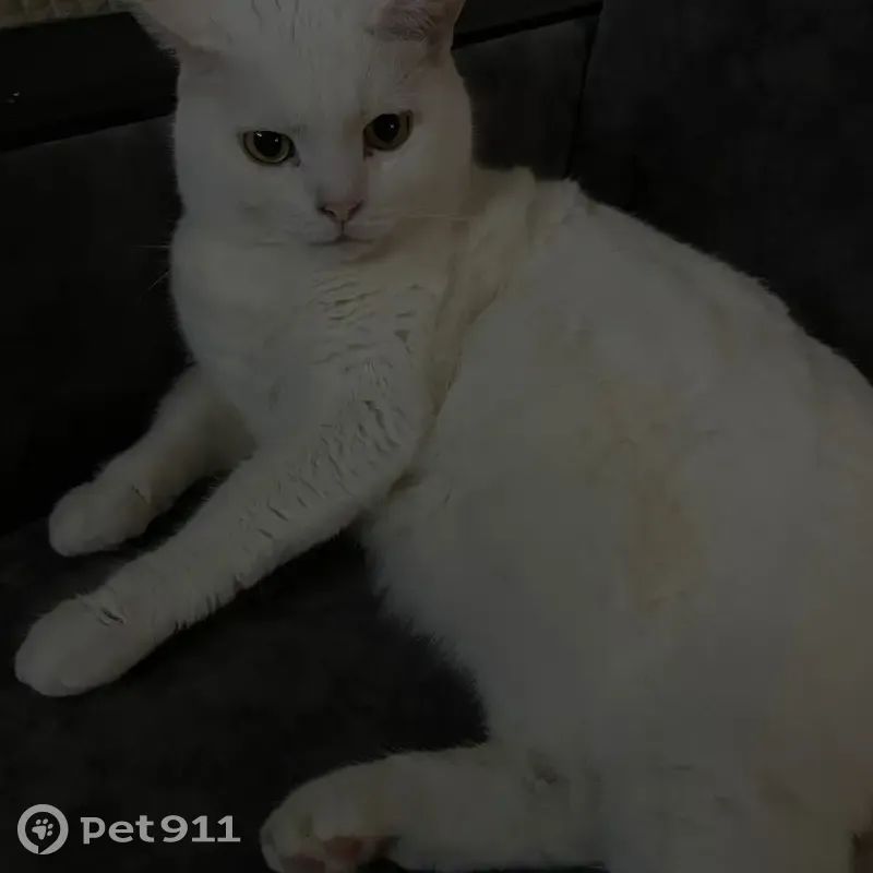 Пропал белый кот, ул. Победы 5, Новозавидовский - photo