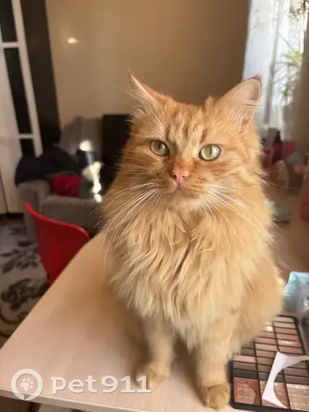 Пропала кошка, Степная 9, Апшеронск - photo