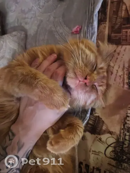 Пропала кошка, ул. Бабарынка, 20А, Тюмень - photo