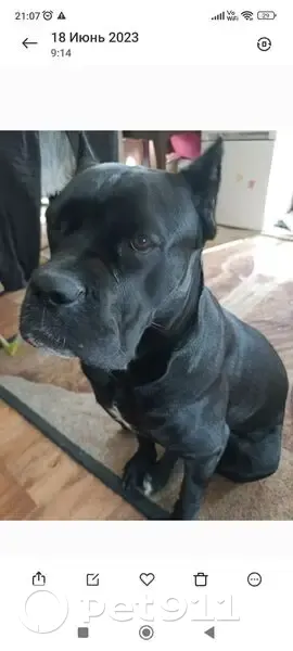 Пропала собака, Московский пр., 14 - photo