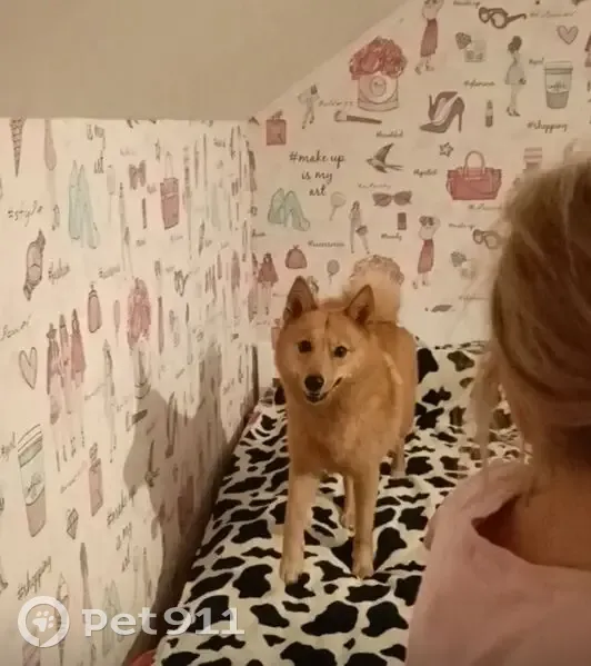 Пропала собака в Светлогорском, Краснодарский край - photo