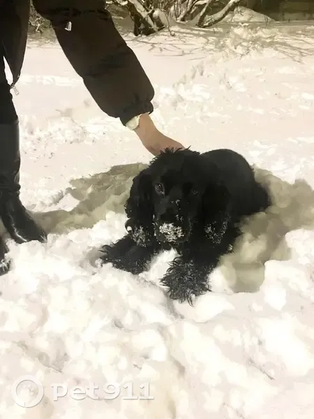 Спаниель найден: Воронина 28 к4, Архангельск - photo