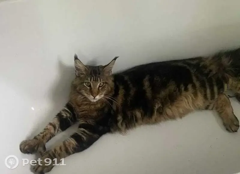 Пропала кошка, переулок Урицкого 39А - photo