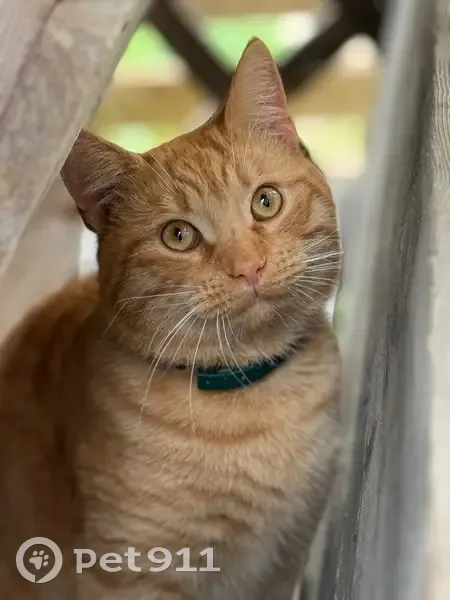 Пропала кошка, Миатлинская 3-й тупик 15 - photo