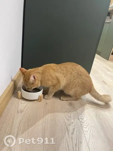 Кошка найдена: Аминьевское шоссе, 4Д к2 - photo