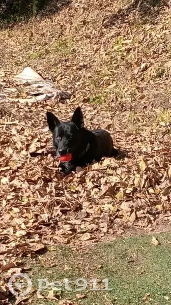Пропала собака, Рыбацкая ул., Владивосток - photo
