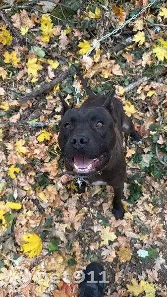 Пропала собака Зевс, Советская ул., Никольское - photo