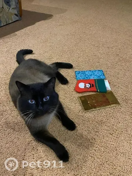 Пропала тайская кошка, Двинская 21, Волгоград - photo