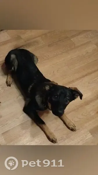 Найдена собака, пр. Авиаторов, Новокузнецк - photo