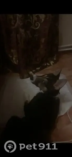 Пропала собака, ул. Молодой Гвардии, 71А - photo