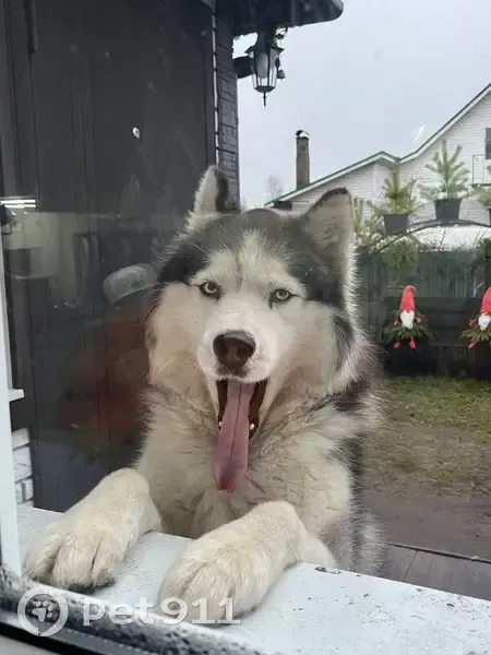Пропала собака, ул. Мошкина 15, Лодейное Поле - photo