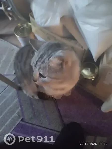 Кошка найдена: Степана Разина 111, Шадринск - photo