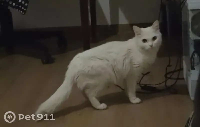 Кошка найдена: Екатеринбург, Свердловская - photo