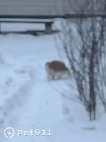 Кошка найдена на Садовой, 620, Красноярск - photo