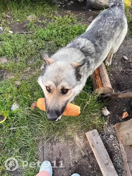 Пропала собака, Кузнецово, Красноярск - photo