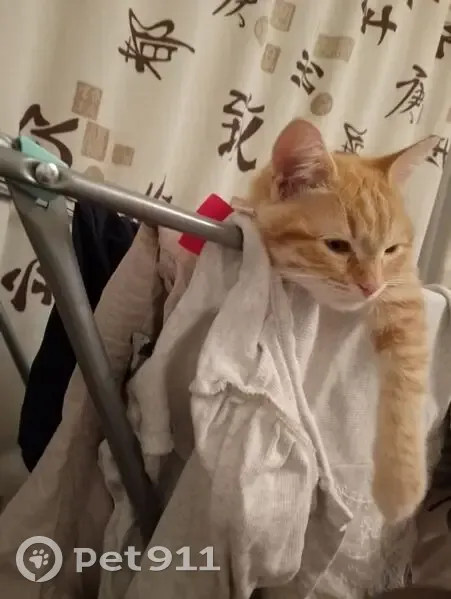 Пропала рыжая кошка, ул. Папанина 5, Королёв - photo