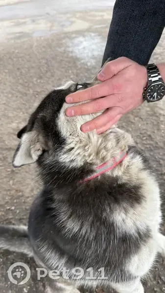 Хаски с травмой найдена на ул. Прошлякова - photo