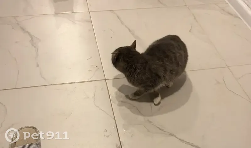 Кошка без хвоста в СНТ Заозерье, Башкортостан - photo