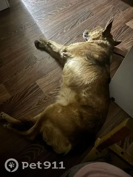 Пропала собака, 1-я Линейная, 7, Воркута - photo