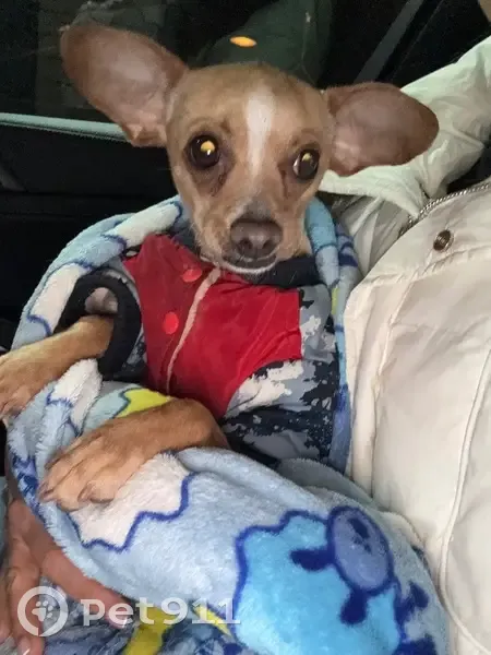 Собака найдена: ул. 8 Марта, Кропоткин - photo