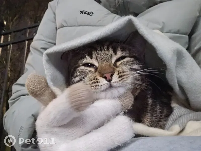 Кошка найдена: Железноводская, 66, СПб - photo