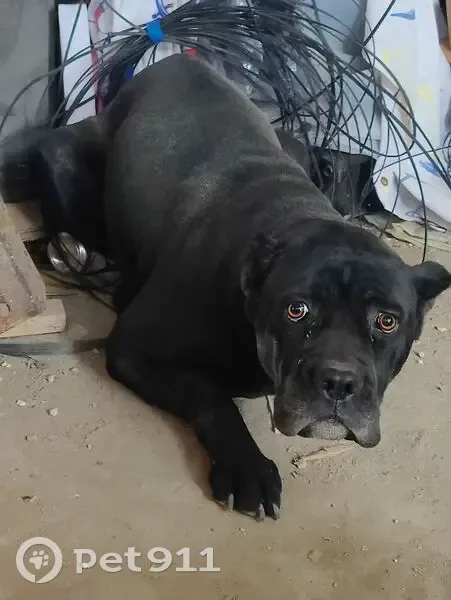 Собака найдена: Безенчук, Самарская обл. - photo