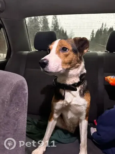 Найдена собака, Петрозаводск, 86К-223 - photo