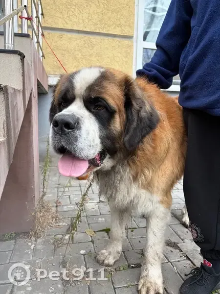 Собака найдена: пр. Ленина, Ростов-на-Дону - photo