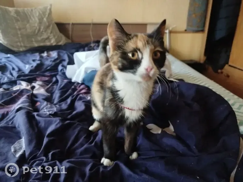 Кошка найдена в Магнитогорске, Челябинск - photo