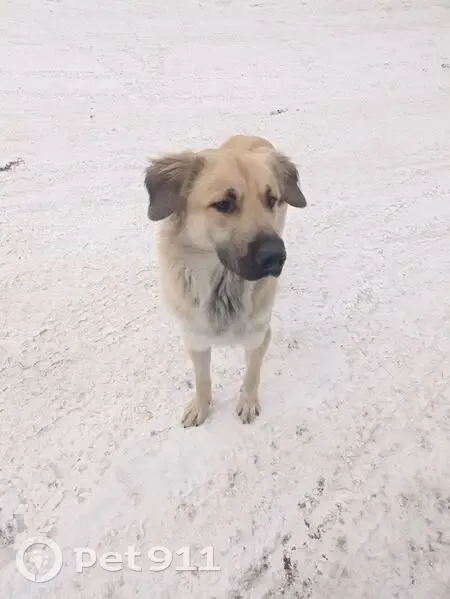 Светлый пёс найден: ул. Прибойная, 37Г - photo