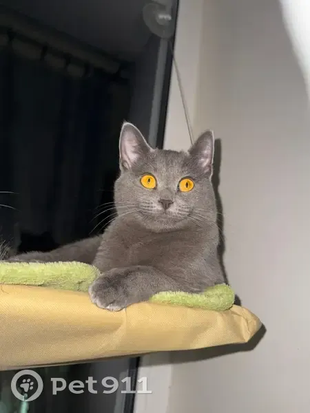 Пропала кошка, пр. Ленина, Дзержинск - photo