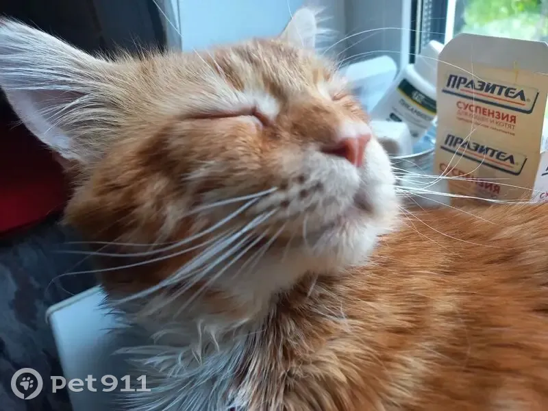 Пропала кошка, 3-я Кавказская, Курск - photo