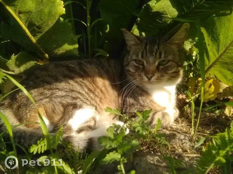 Пропала кошка в Репполово, Ленобласть - photo