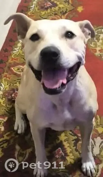 Пропала собака, Окружной пр., Кемерово - photo