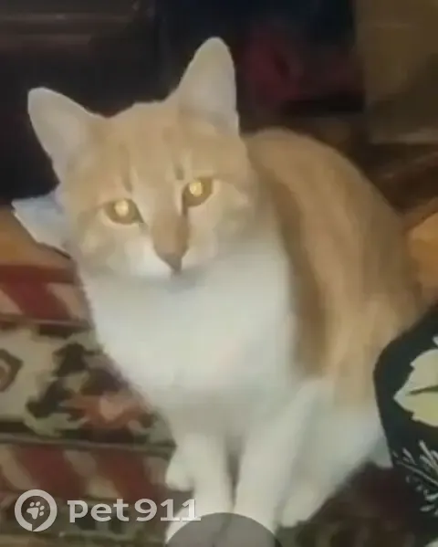 Пропала кошка, Краснодар, ул. Гоголя 37 - photo