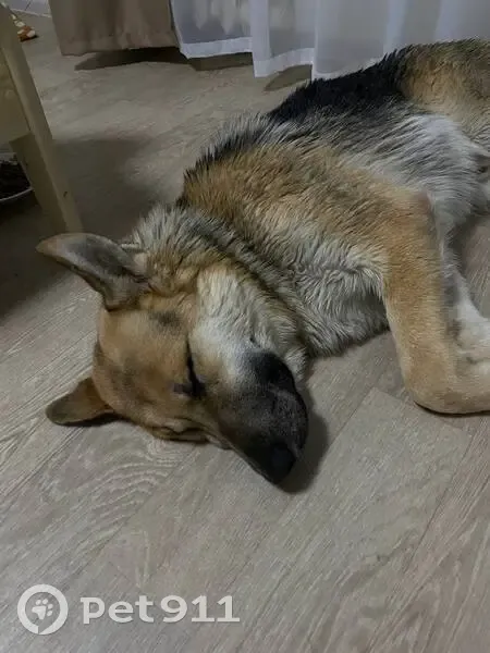 Пропала собака, ул. Карамзина 15, Калининград - photo