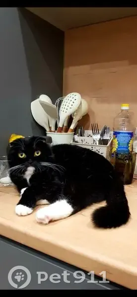 Пропала кошка, Чита, ул. 5 этажа, 27 - photo