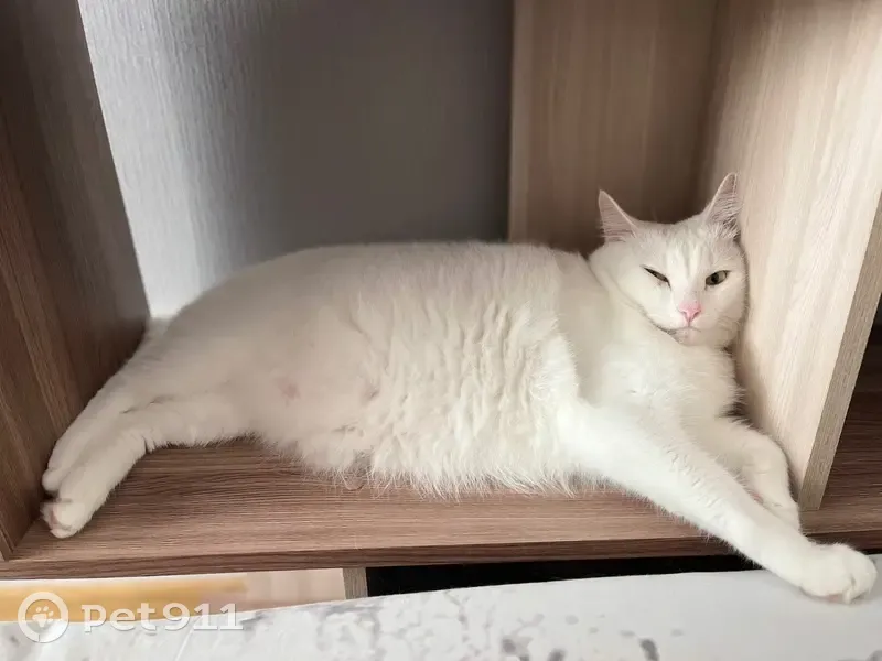 Пропала кошка, пр. Ленина 57, Березники - photo