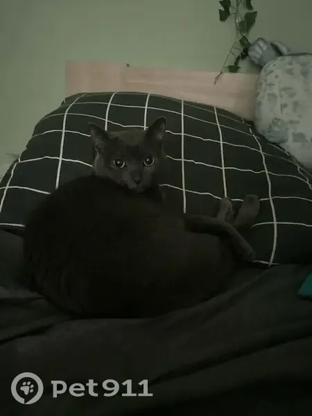 Пропала кошка, Тимирязевская 20 к1 - photo