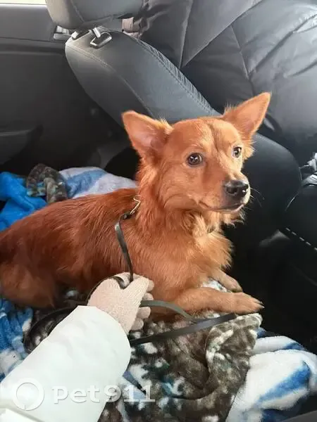 Пропала собака, Племхозский проезд, Домодедово - photo