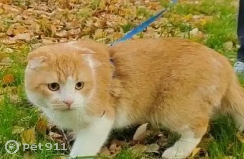 Пропала кошка, Шаимский проезд, 18 - photo