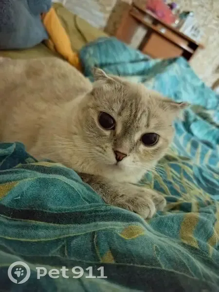 Пропала кошка, Вокзальная пл., 3, Калуга - photo