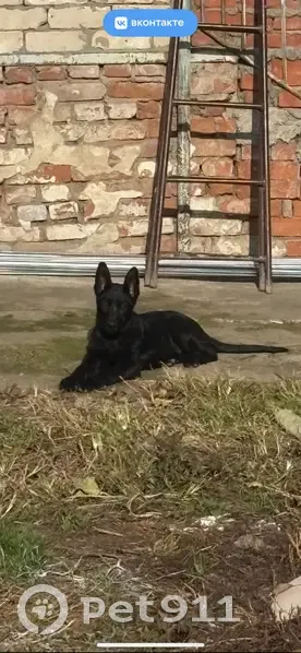 Пропала собака, Свободная 14, Усть-Лабинск - photo