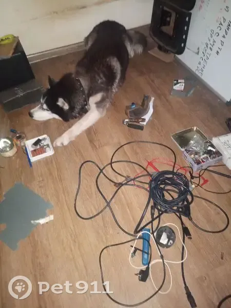 Пропала собака, ул. Сен-Симона, 10/12А - photo