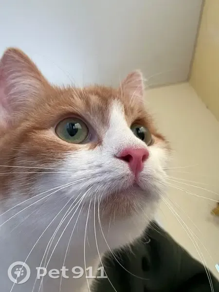 Пропала кошка, Хуторская ул. 4, Ярославль - photo